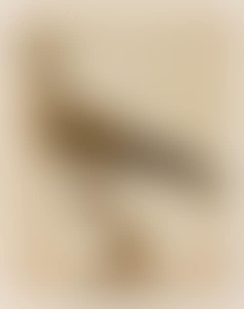 Picture of bird (preview)