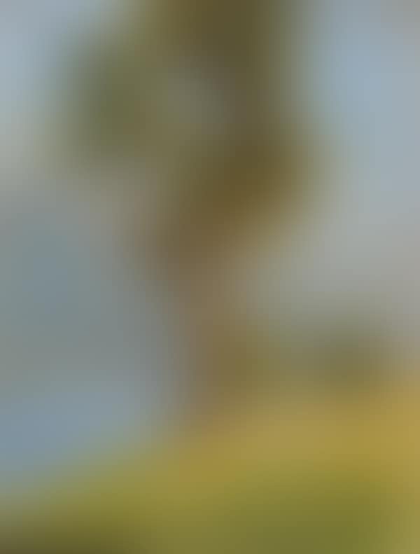 Lake landscape with trees (preview)