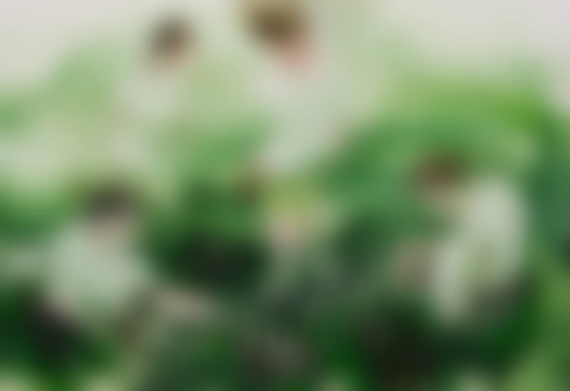 Bier im Wald. (preview)