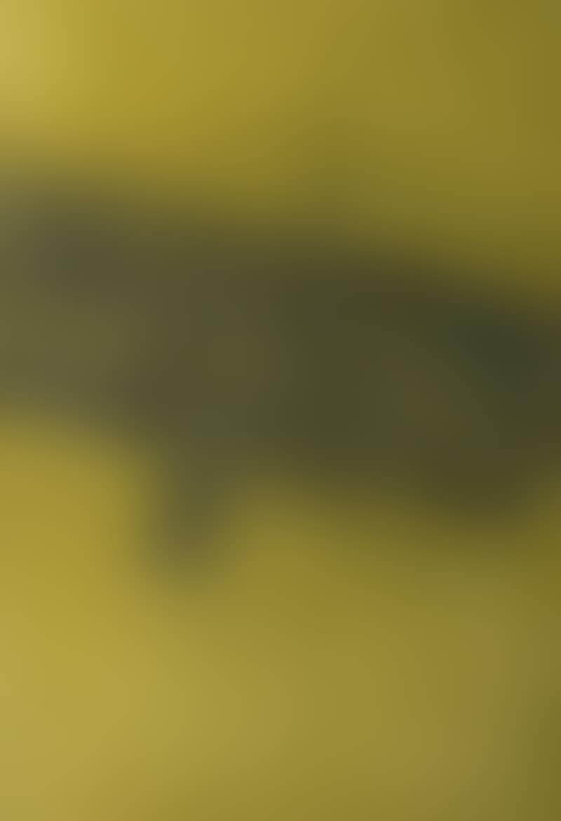 Composition (preview)