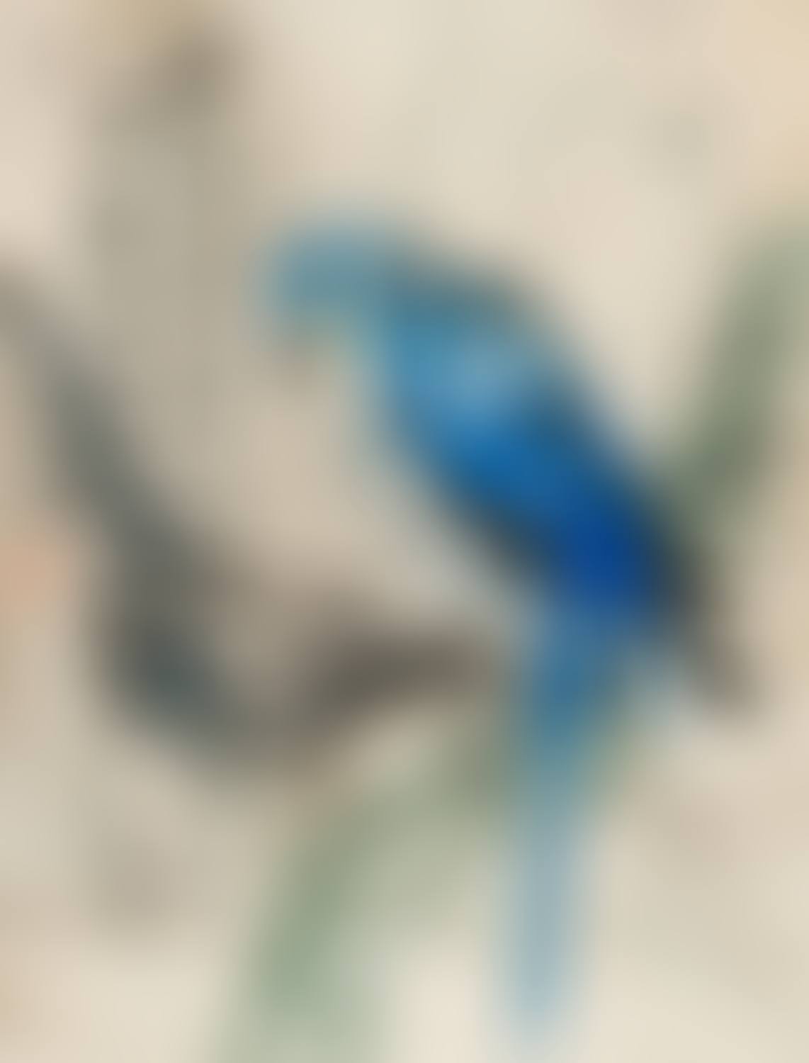Parrot (preview)