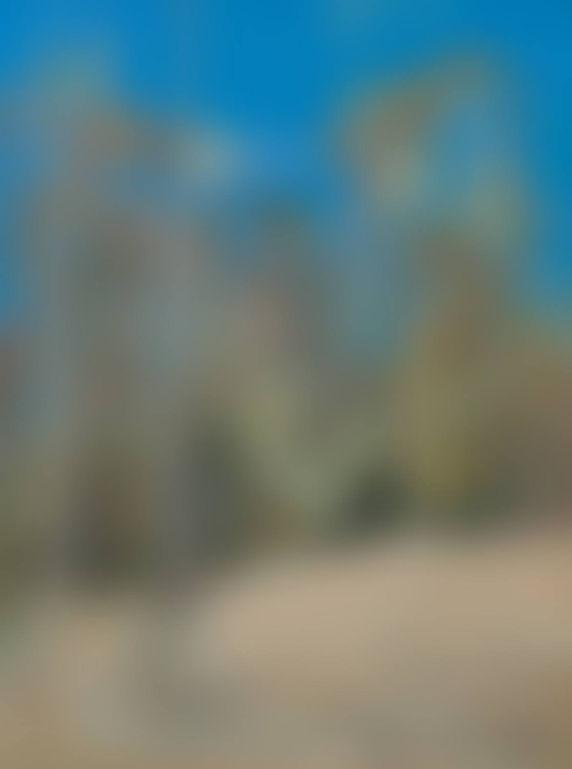 Bush Landscape (preview)