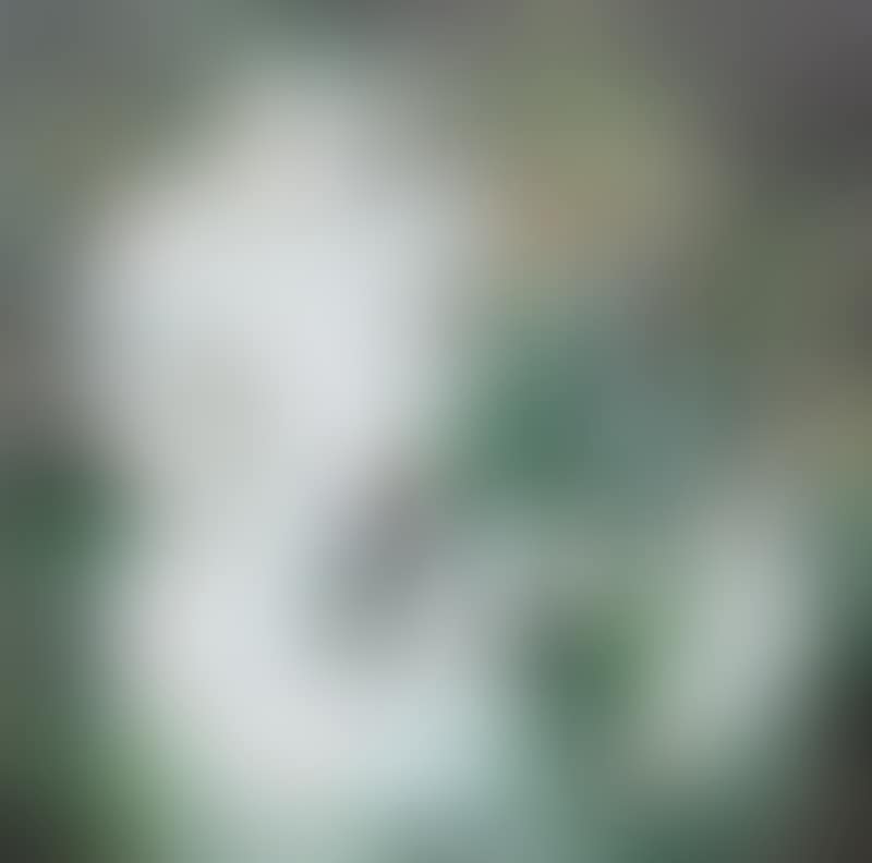 Fog (preview)