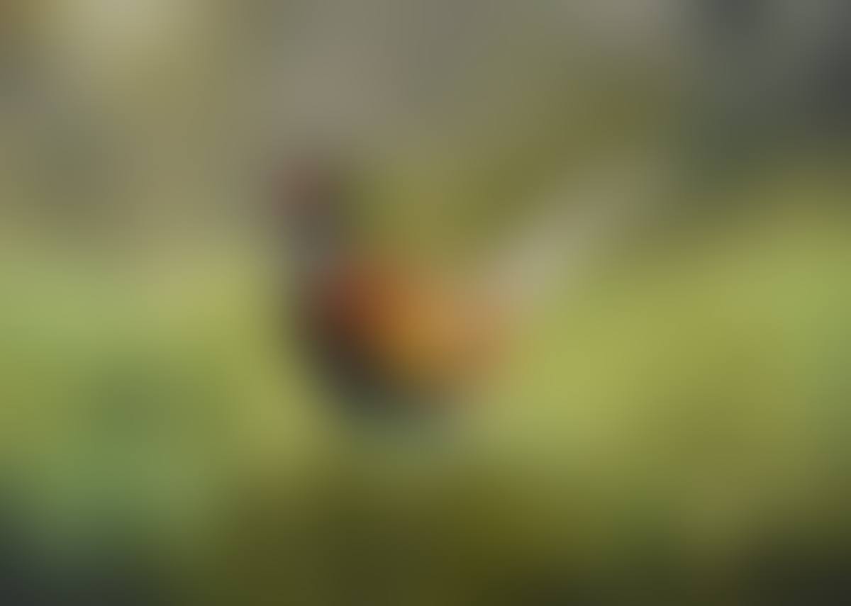 "PHEASANT" (preview)