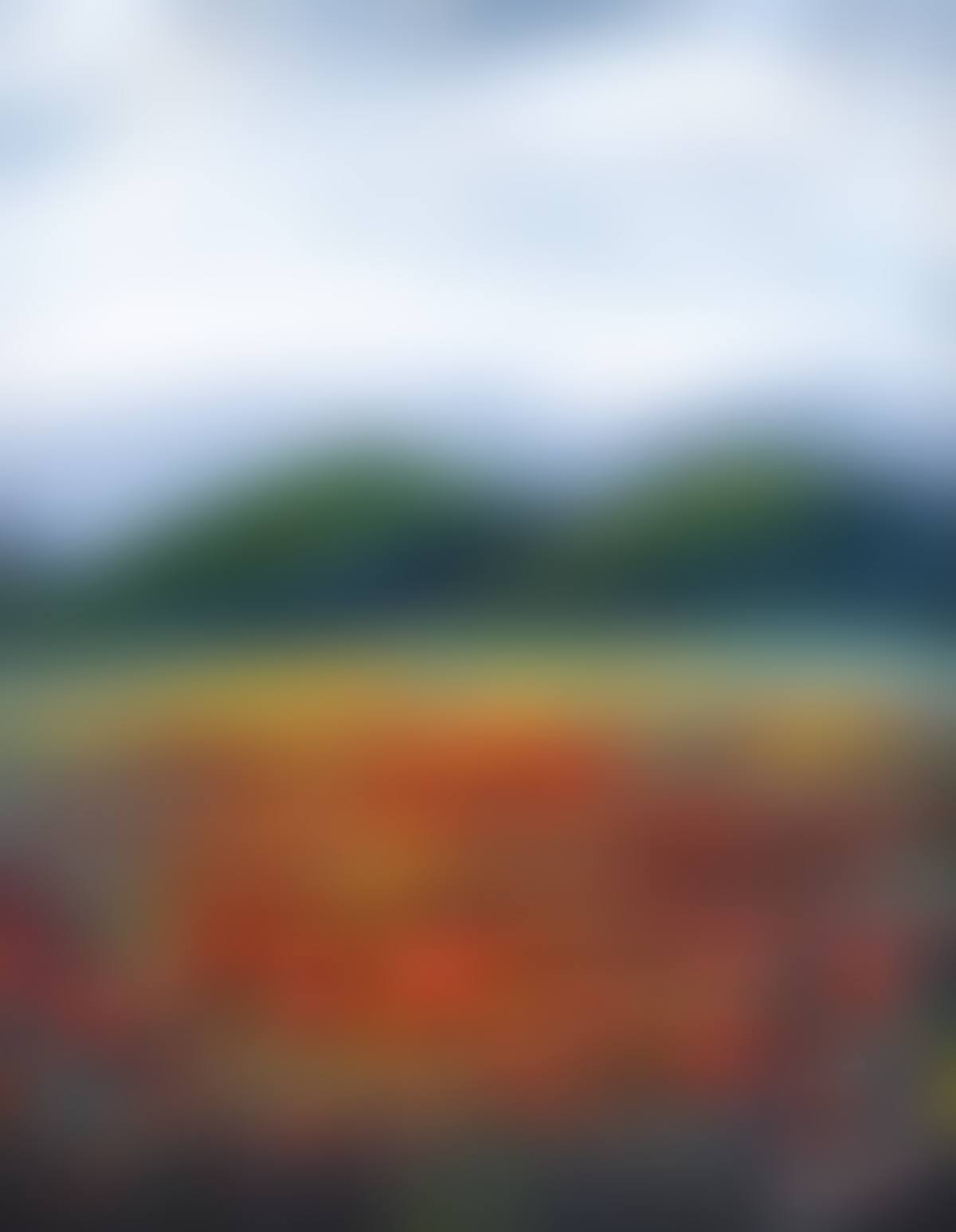 "WILD POPPY VIEW" (preview)