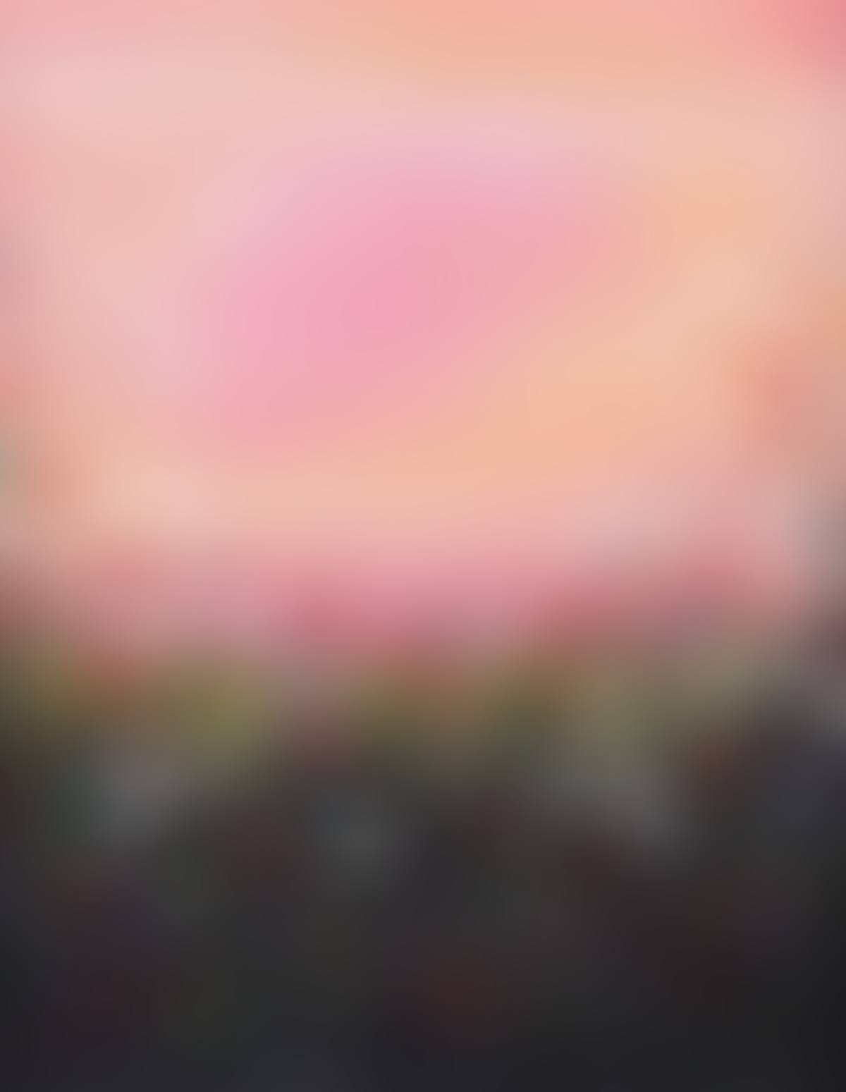 "WILDFLOWER VIEW" (preview)