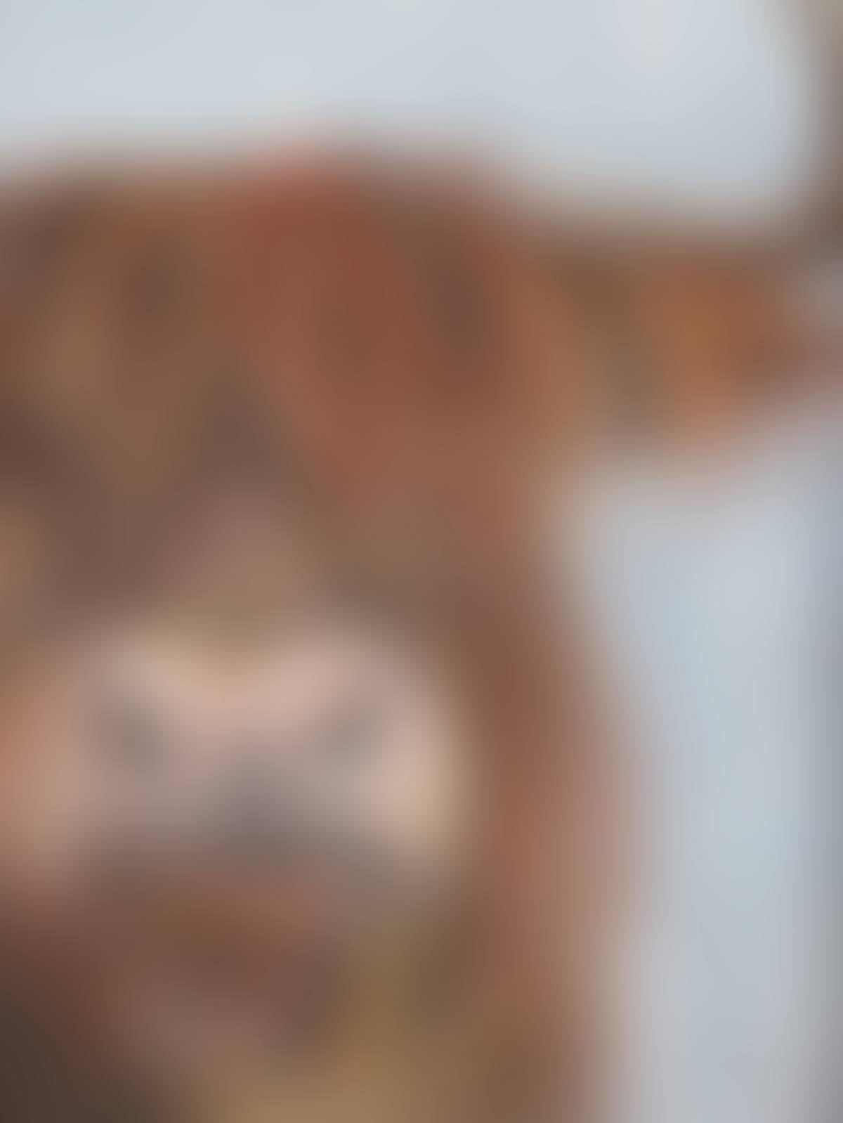 "HIGHLAND COW" (preview)