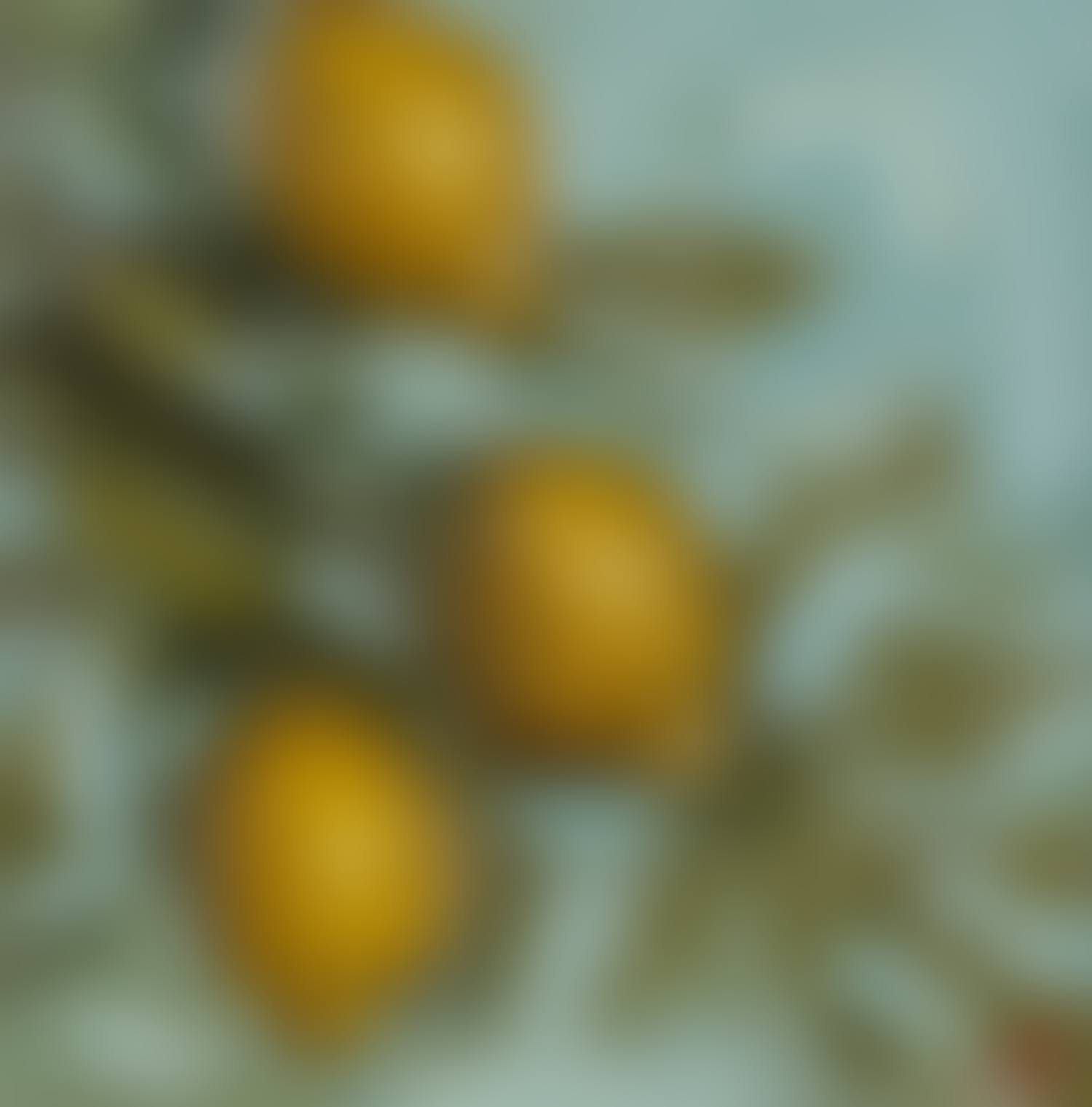 "LEMON TREE" (preview)