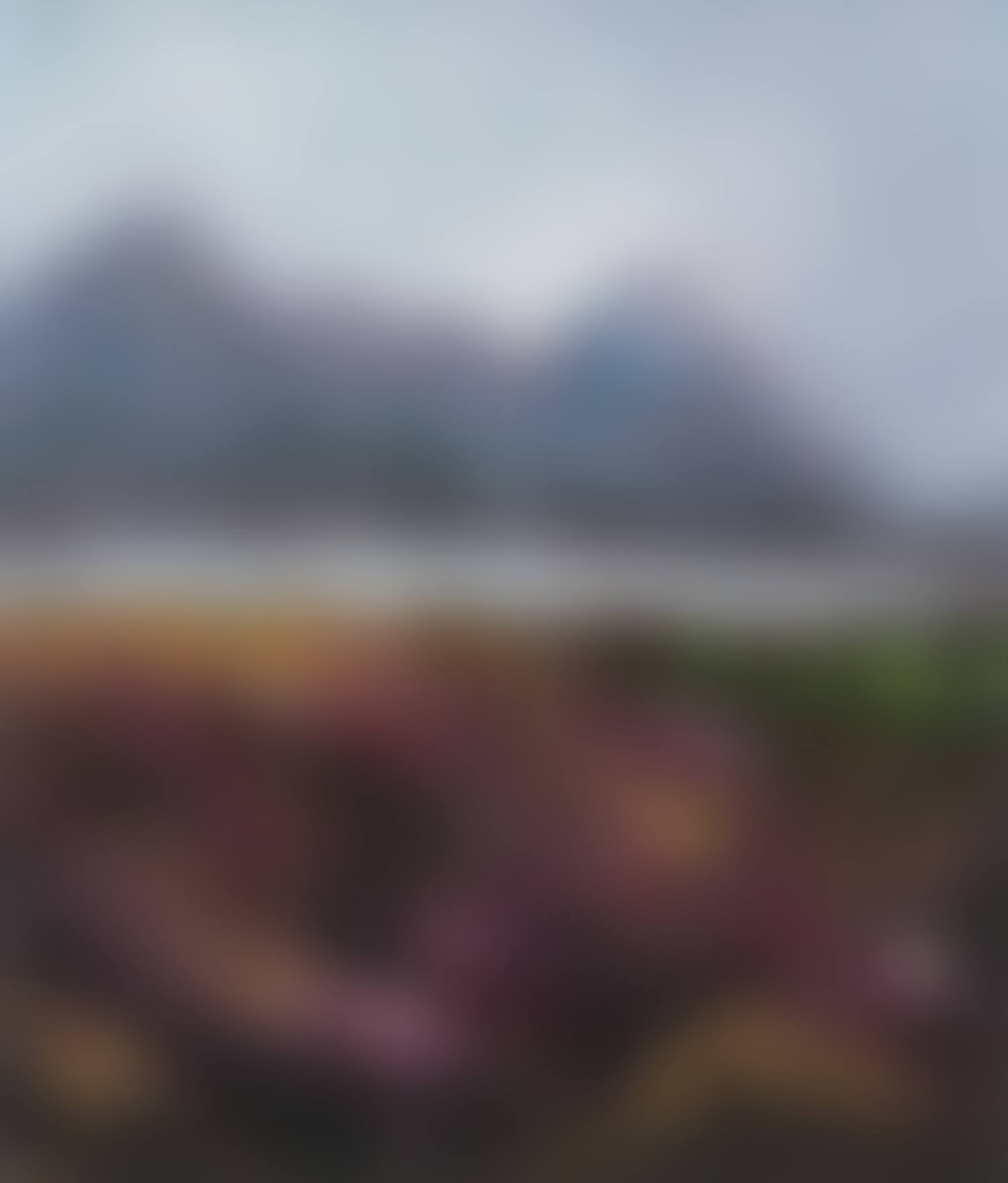 "MOUNTAIN HEATHER" (preview)
