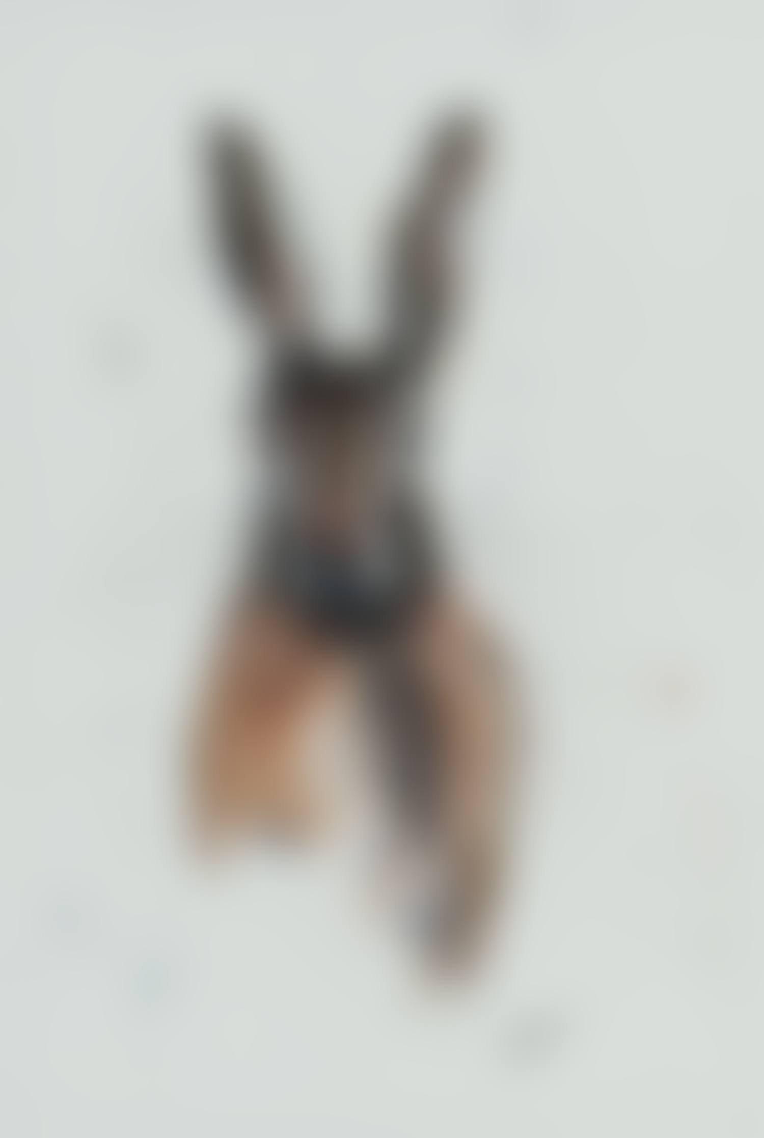 "IRISH BROWN HARE" (preview)