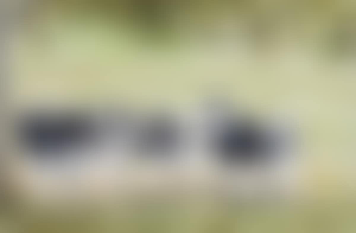 "NOSEY COWS" (preview)