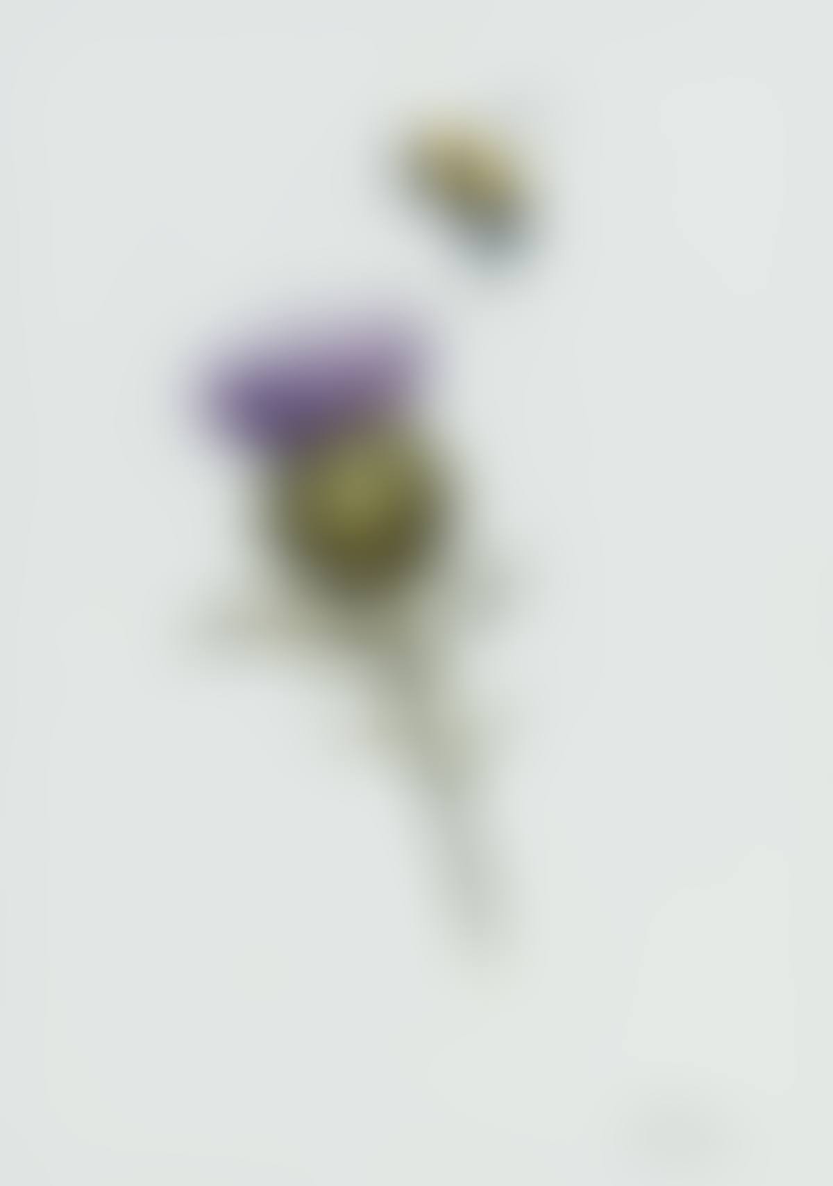 "THISTLE & BEE" (preview)