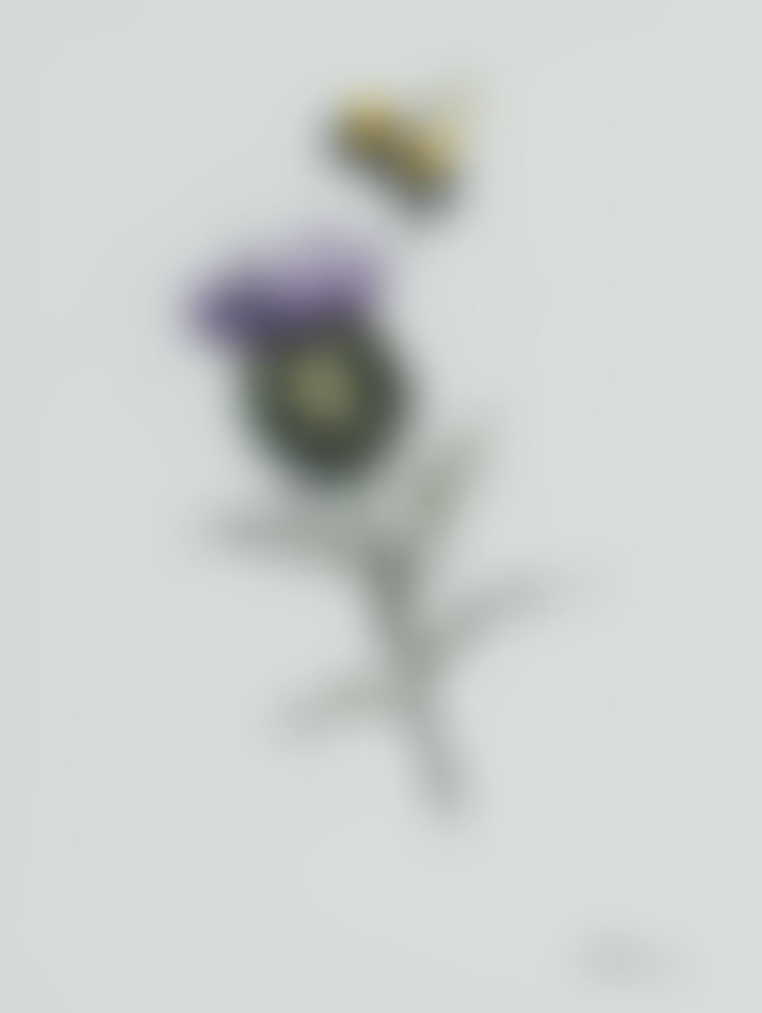 "THISTLE AND BEE" (preview)