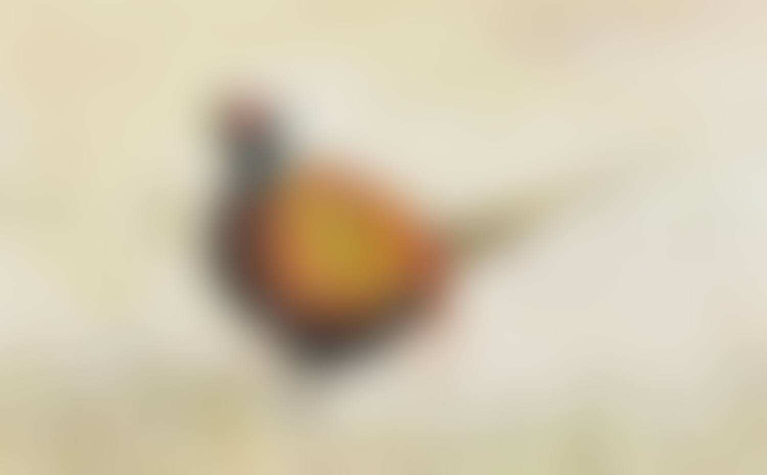 "PHEASANT" (preview)