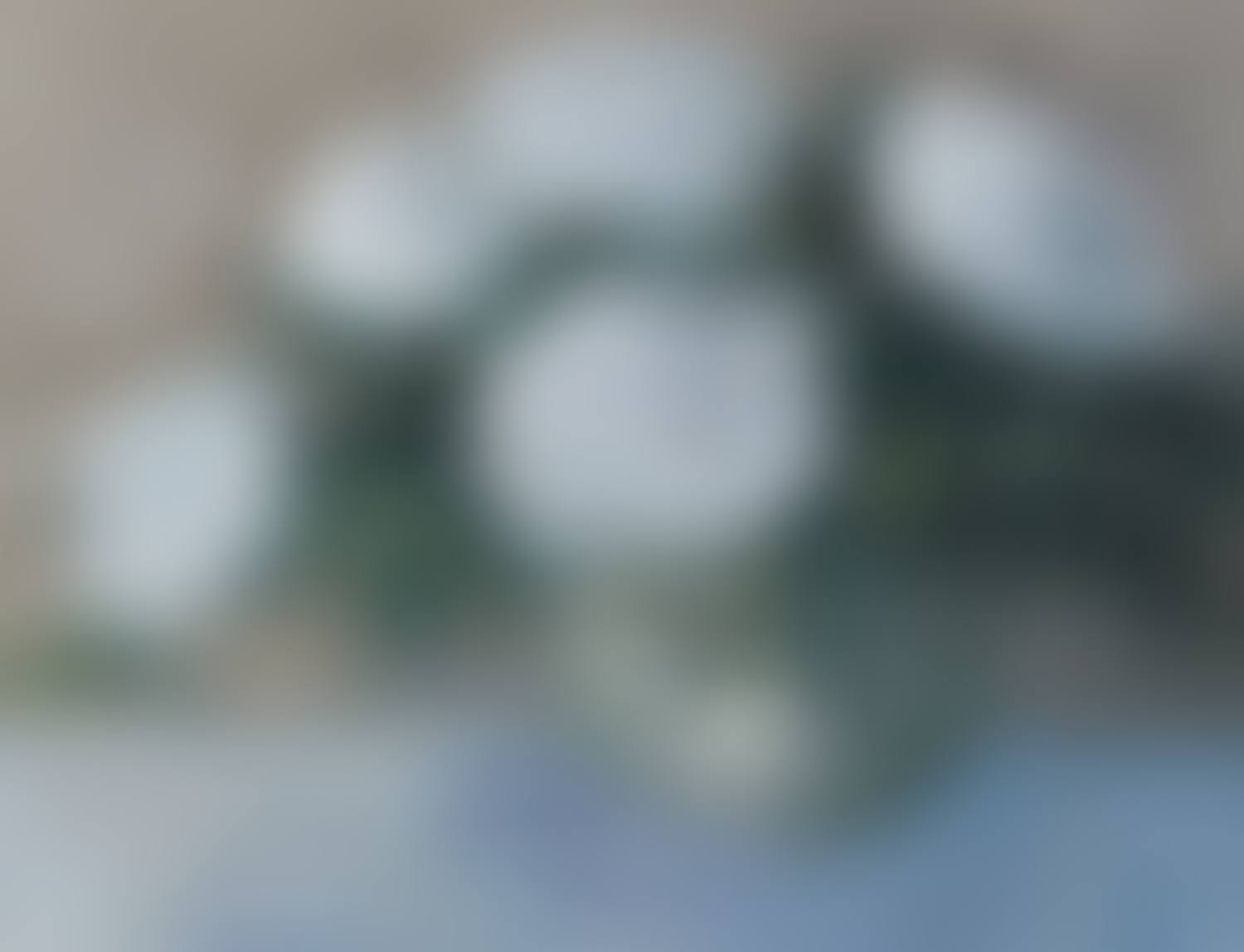 "WHITE ROSES" (preview)