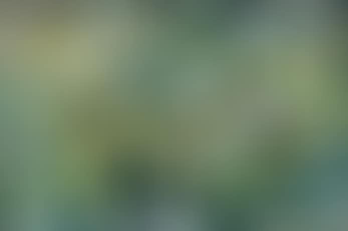 UNTITLED (preview)