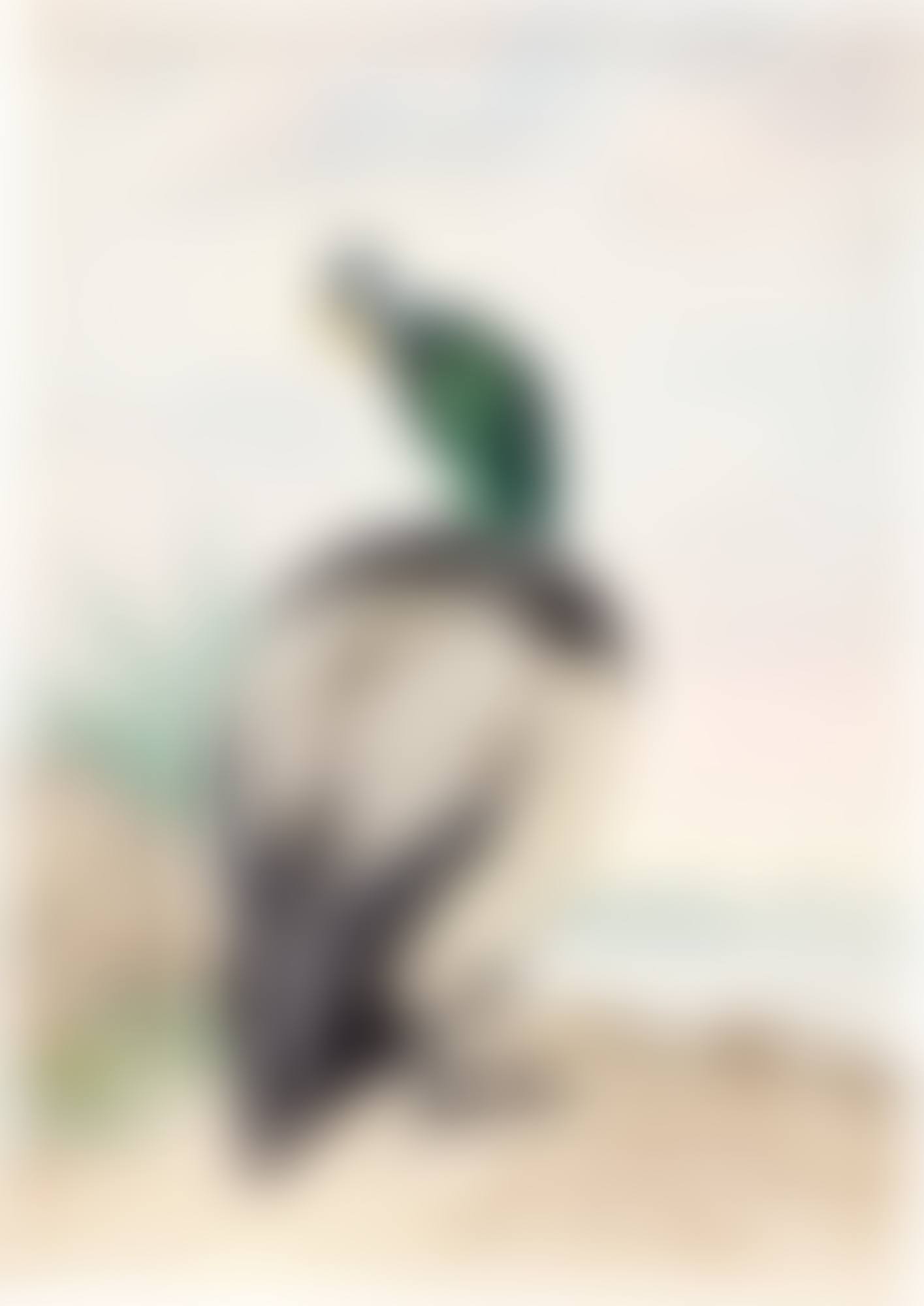 A Drake Mallard (preview)