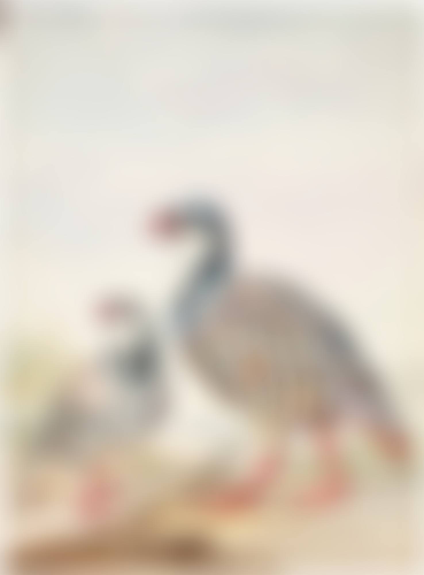 Two red-legged Partridges (preview)