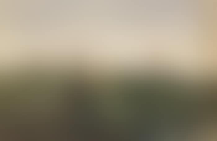 BANK OF WILD FLOWERS (preview)
