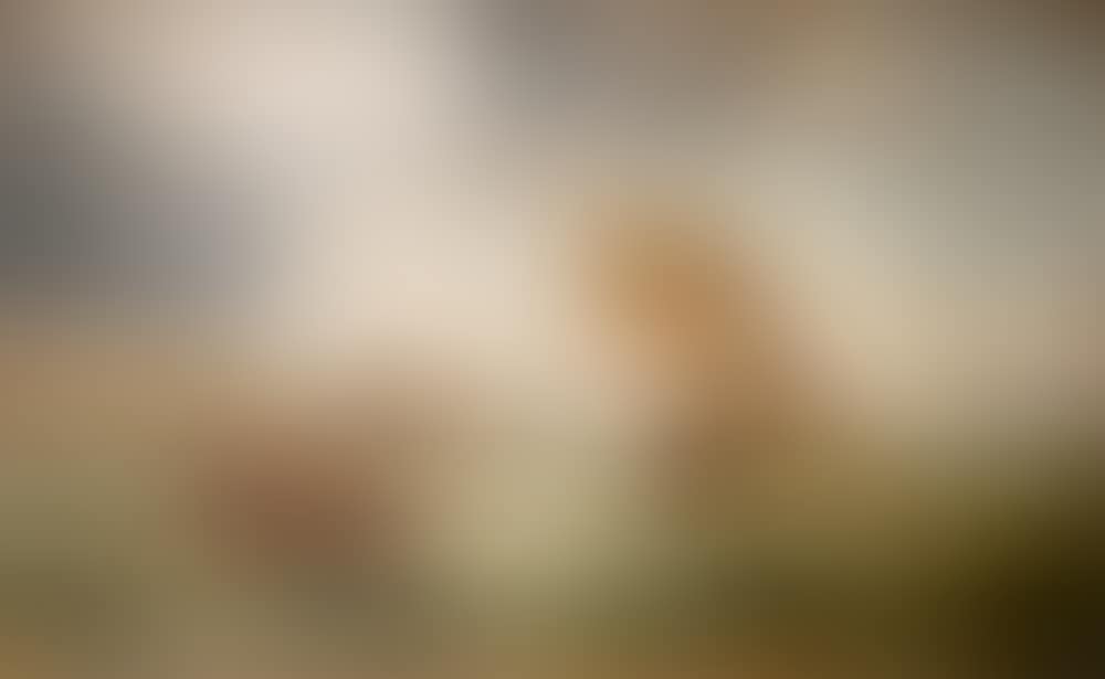 DUTCH FISHING BOAT OFF A FRENCH PORT (preview)