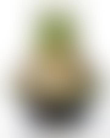 Small potbellied vase (preview)