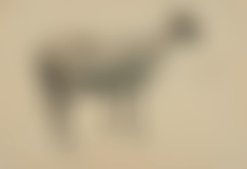 Standing sheep. (preview)