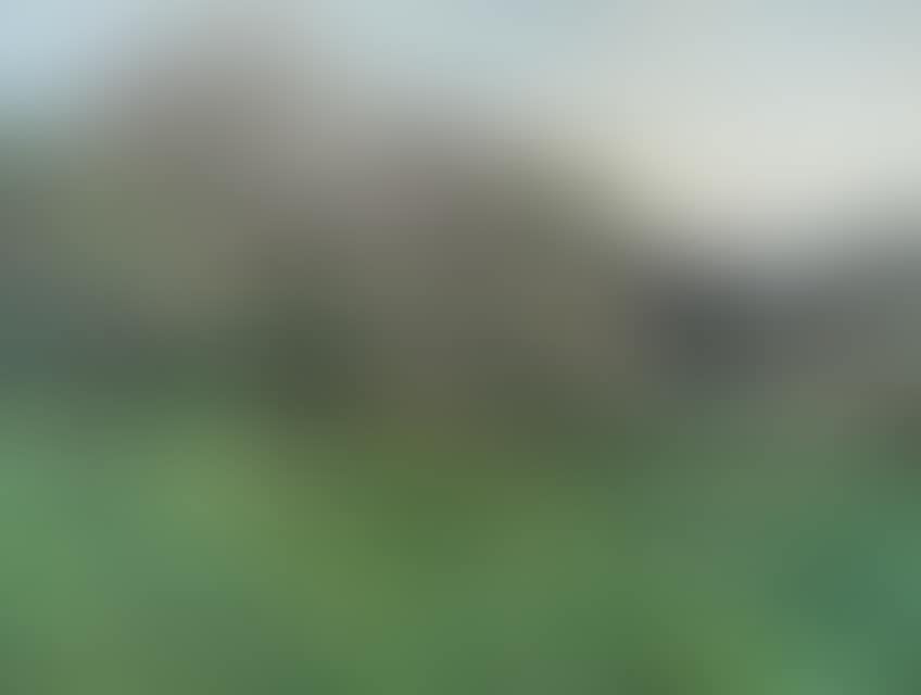 Blossoming Apple Trees in Evening Light (preview)