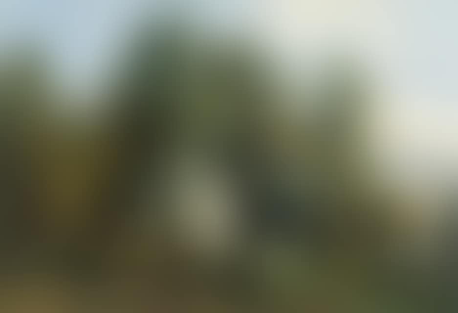 Tree lined meadow landscape (preview)