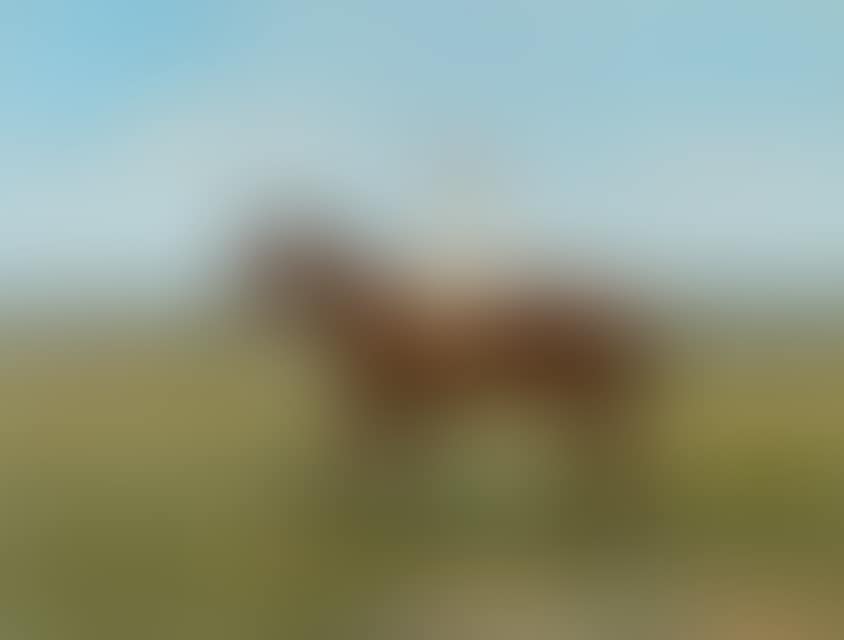 A jockey on horseback (preview)