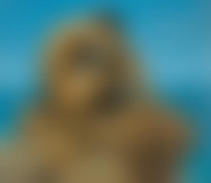 Solitude (preview)