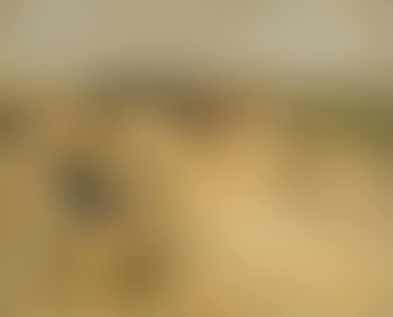 Dunes in St. Peter-Ording (preview)