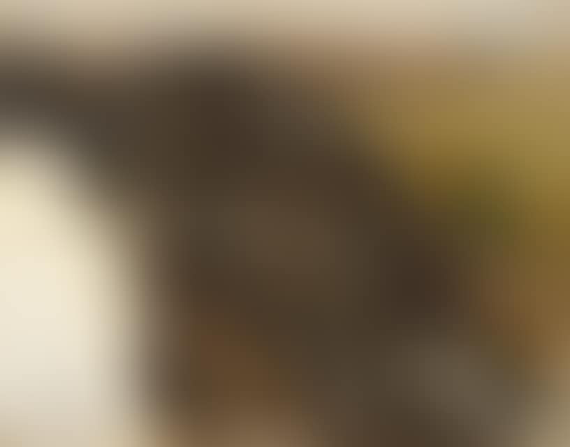 View over the rocky slope in Saxon Switzerland (?) (preview)