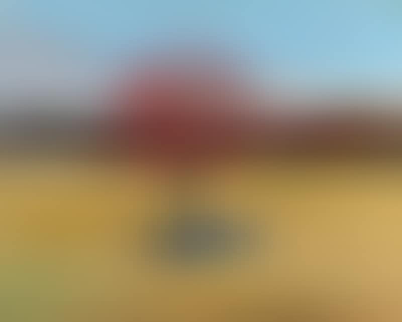Flame Trees, Horse"s Skull, Black River (preview)