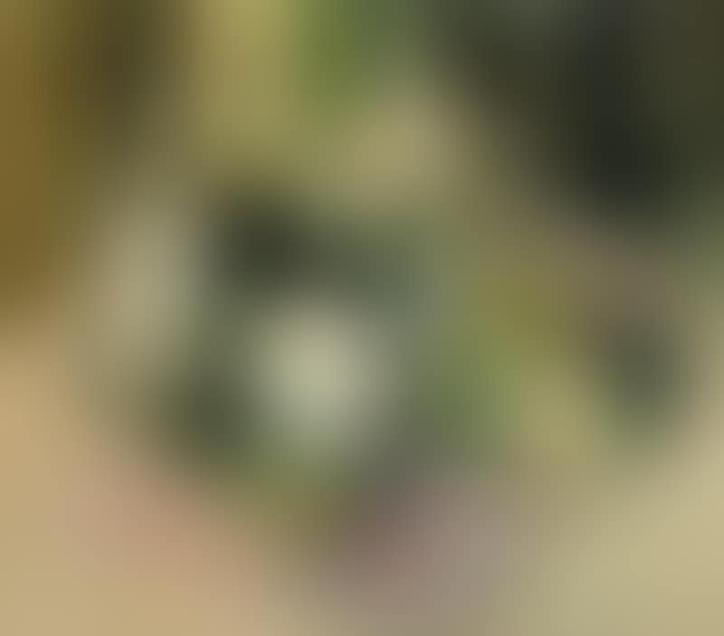 Lemon and Grey (preview)