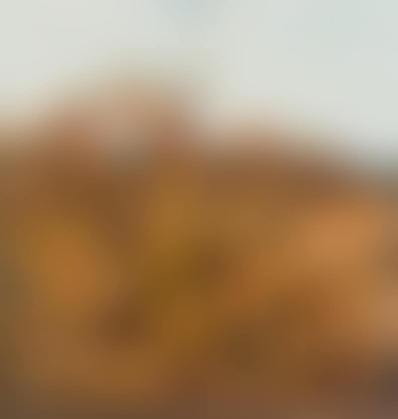 Rydal - Grevilleas and Honeyeaters (preview)