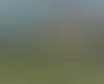 The farm (preview)