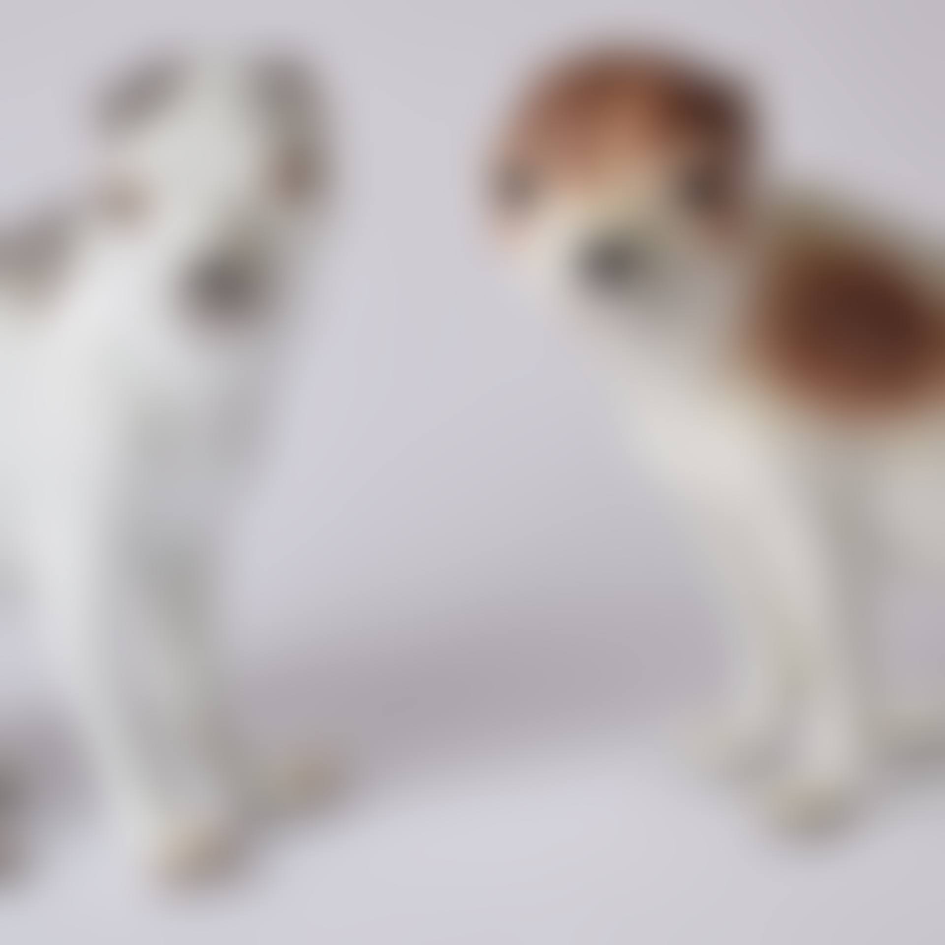 DOGS (preview)