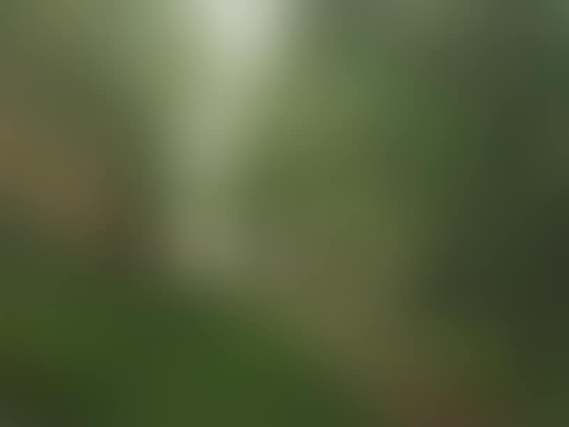 Olive trees in Liguria (preview)