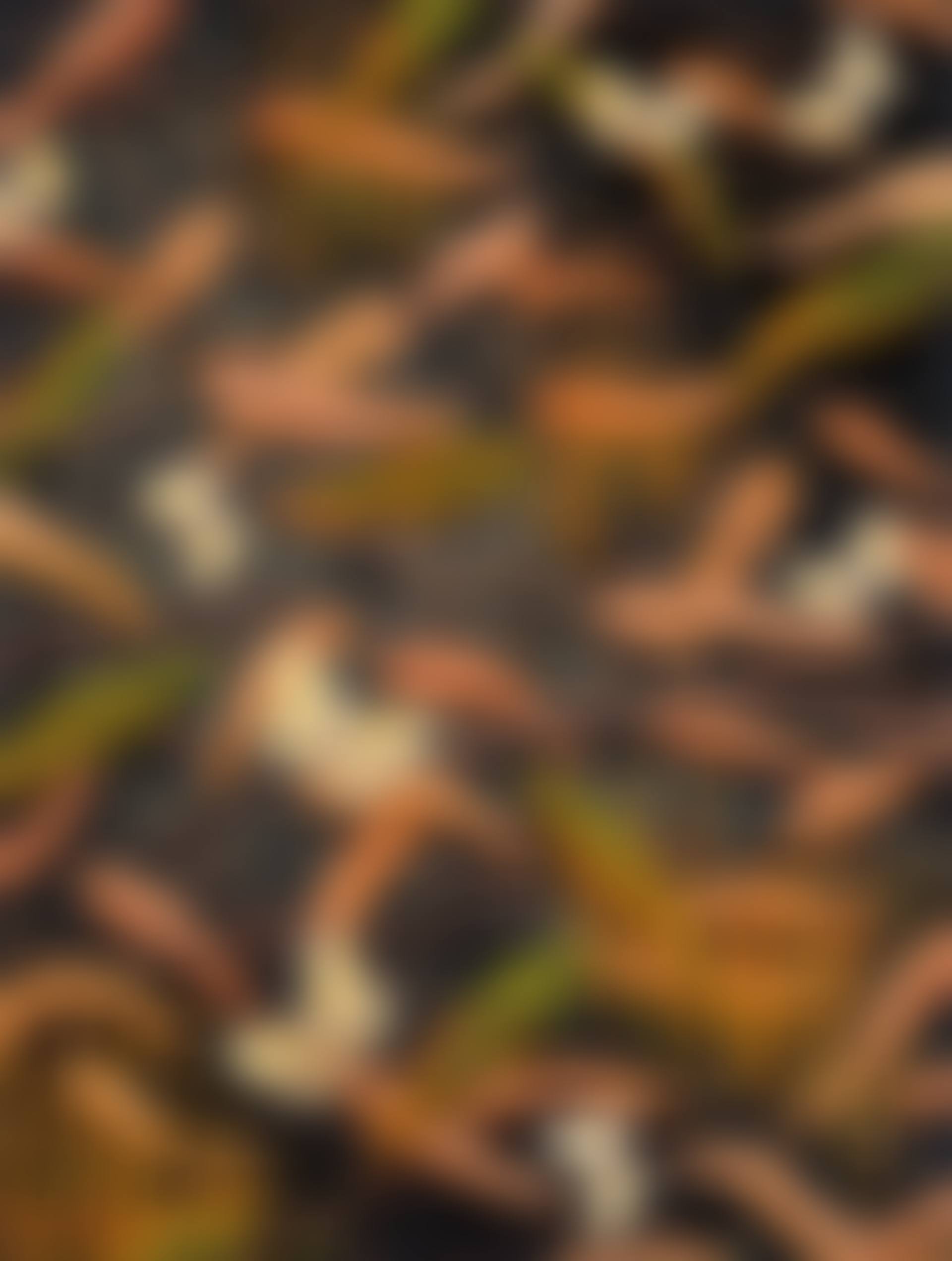 BUTTERFLIES (preview)