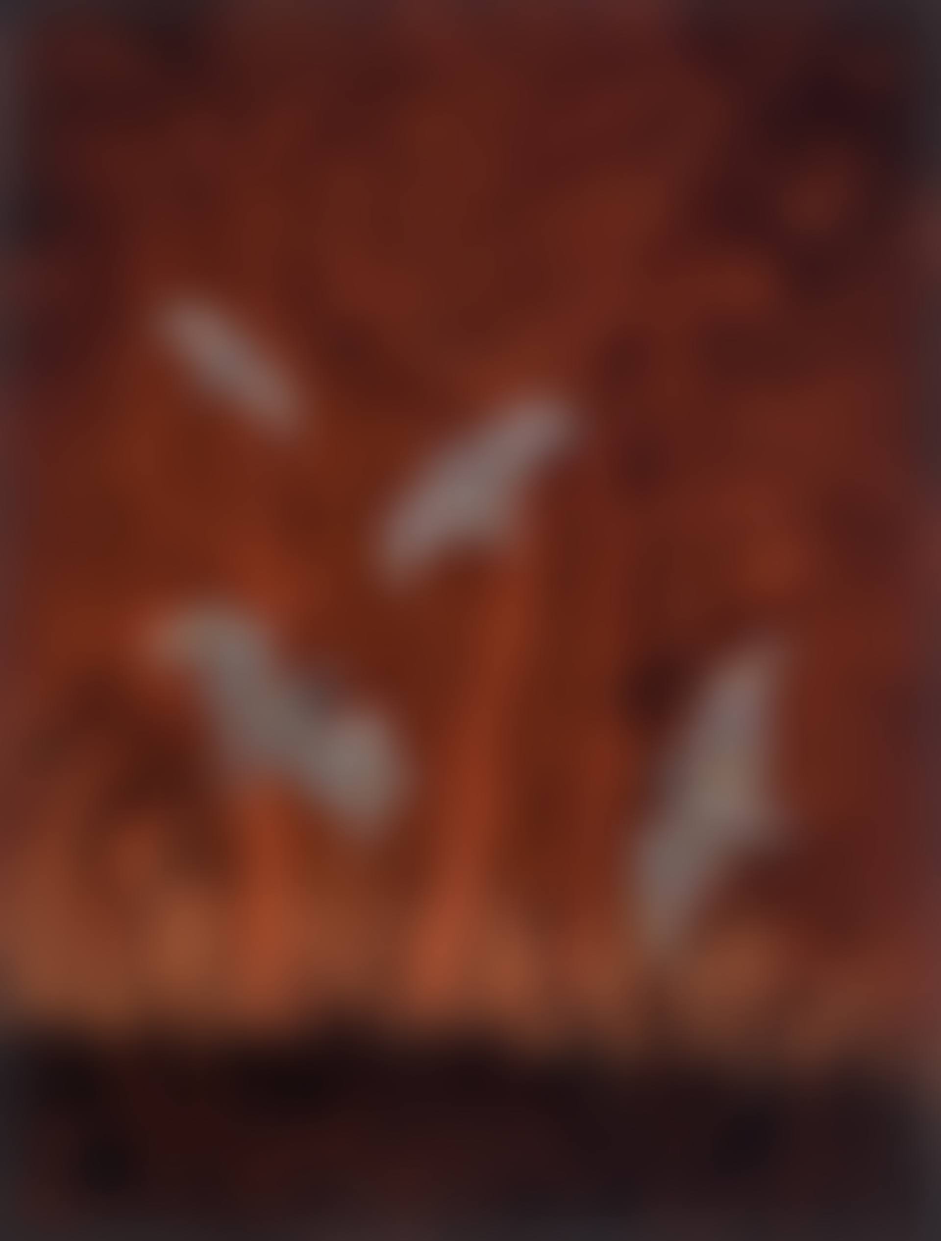 WARRINYA (FLYING FOXES) (preview)