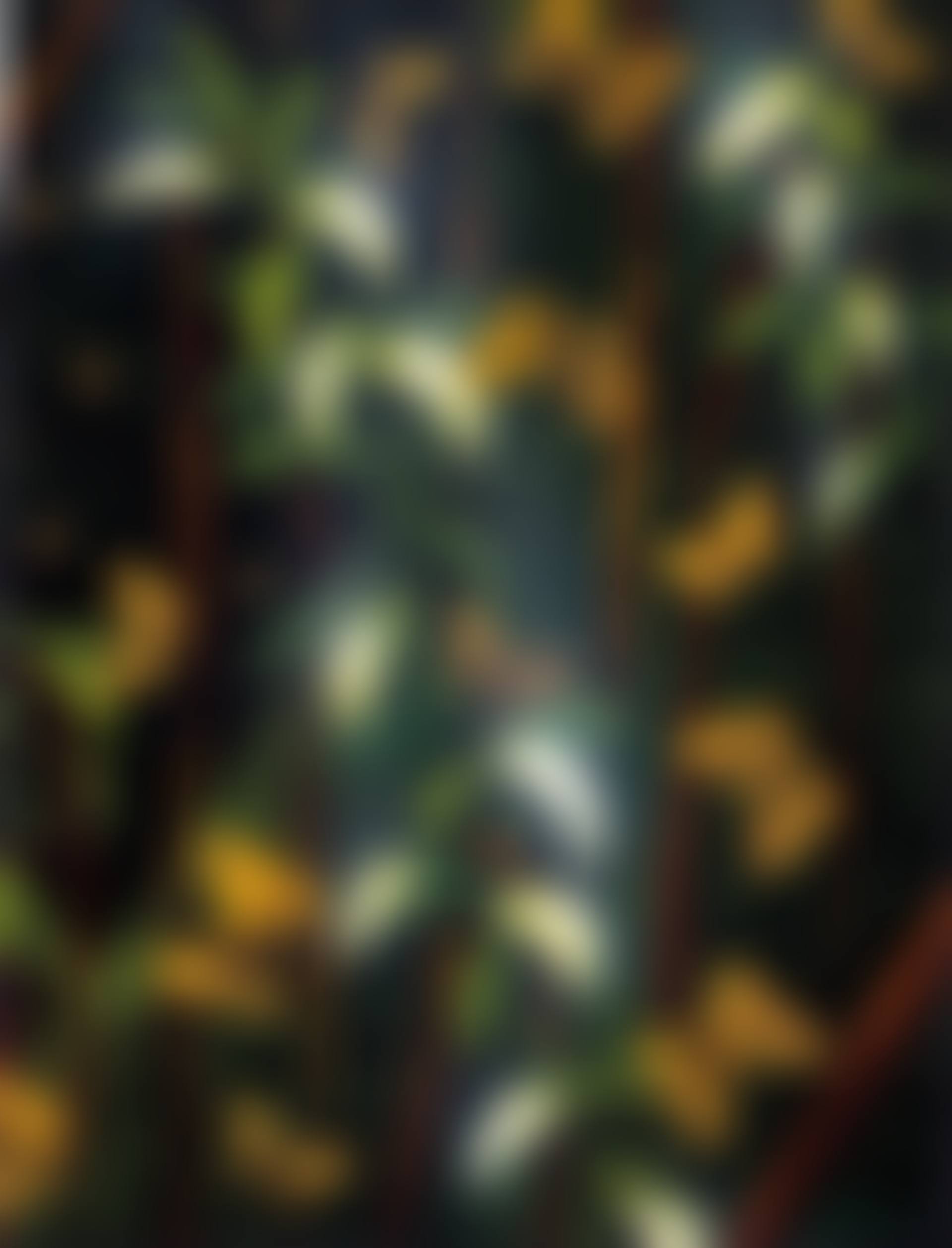 BIRRAKALA (BUTTERFLIES) AT NIGHT (preview)
