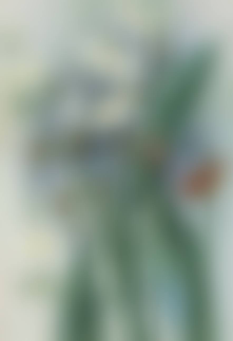LANCE-LEAVED SAGITTARIA (SAGITTÀRIA LANCIFÒLIA) (preview)