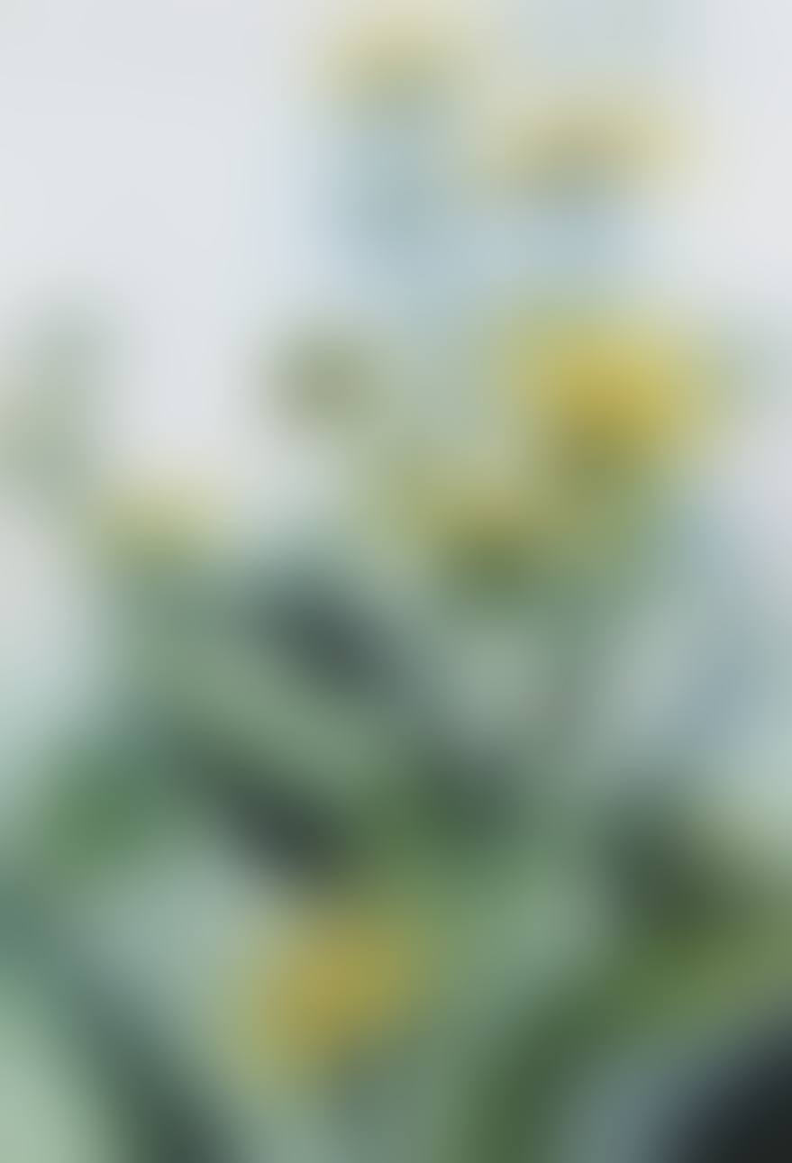 SUNFLOWER DAISY (WEDELIA ASPERRIMA) (preview)