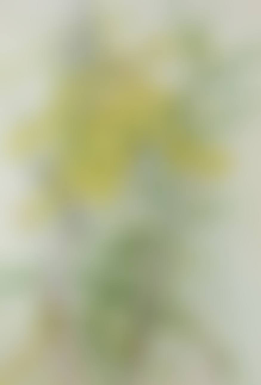 GOLDENROD AND GRASSES (preview)