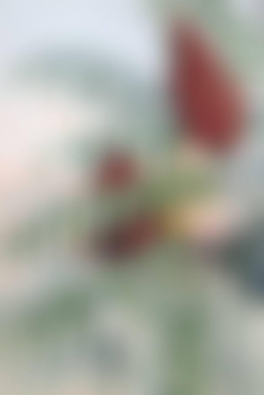 SMOOTH UPLAND SUMAC (RHÚS GLÀBRA) (preview)