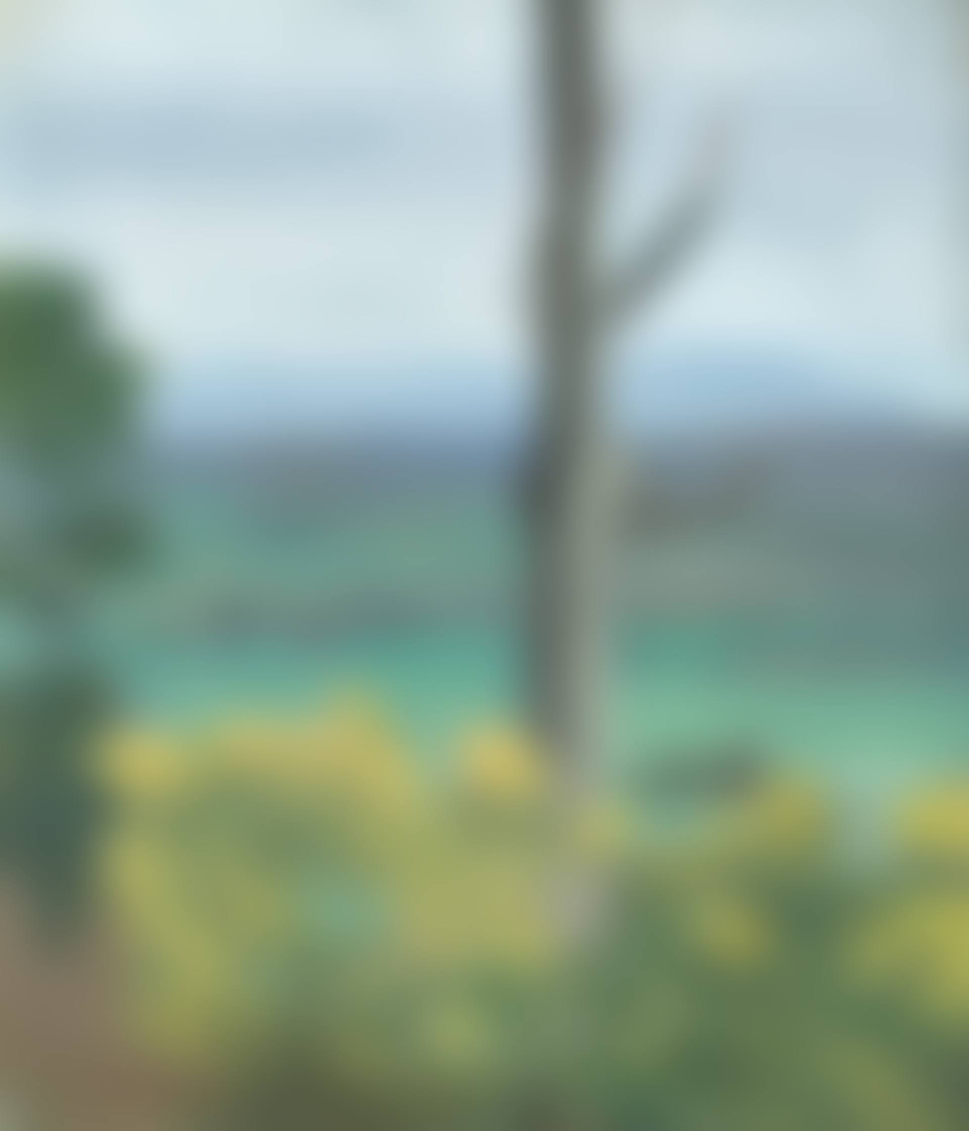 WATTLE AT SHERBROOKE (preview)