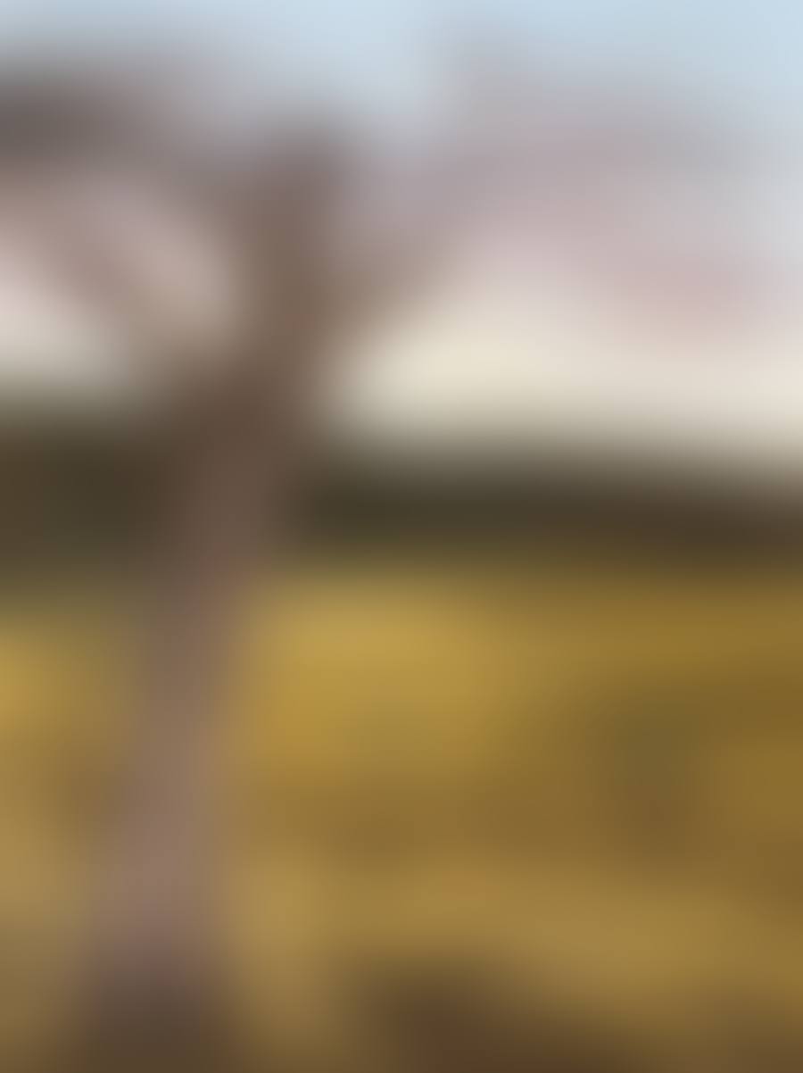 OLD TREE IN LANDSCAPE (preview)