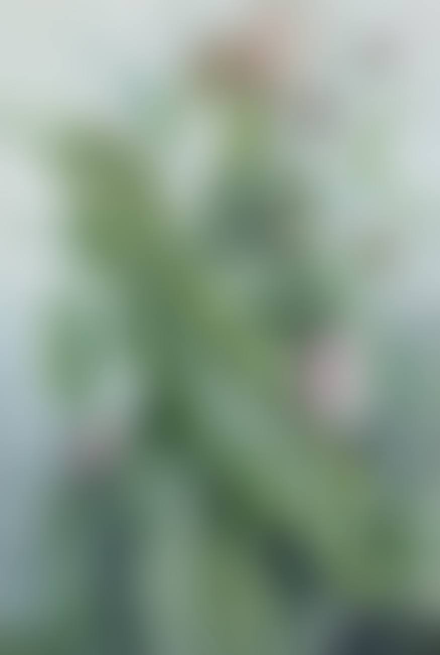 TEASEL (DIPSACUS FULLONUM) (preview)