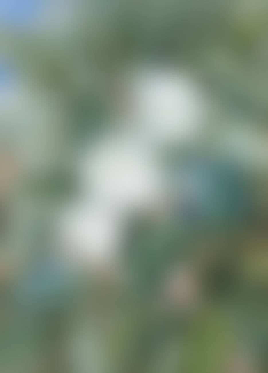 SYZYGIUM SP. (preview)