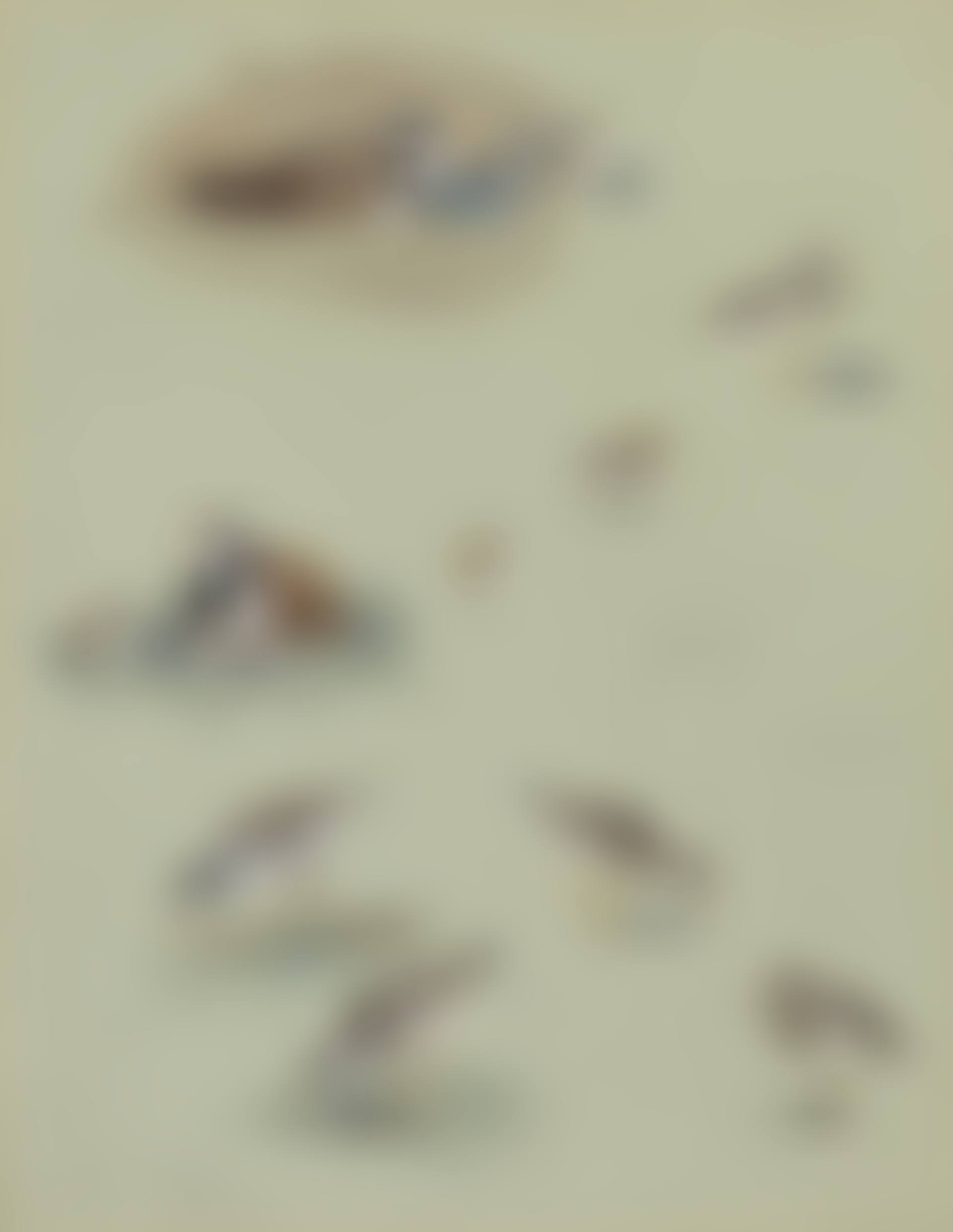 Study of Sandpipers, Cream-coloured Coursers and other birds (preview)